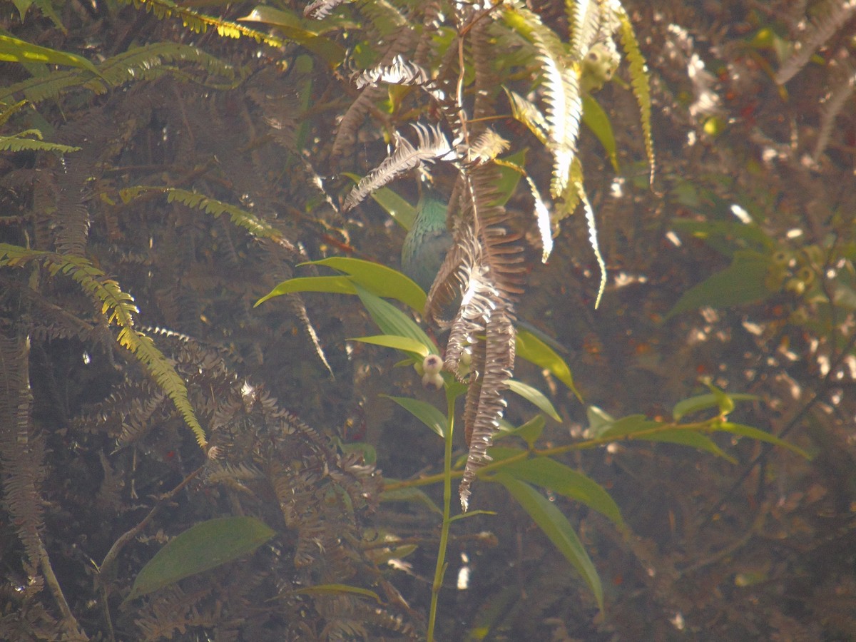 Black-capped Tanager - Diego Orozco Plaza