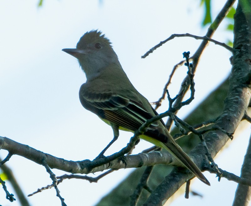 Great Crested Flycatcher - ML156461141