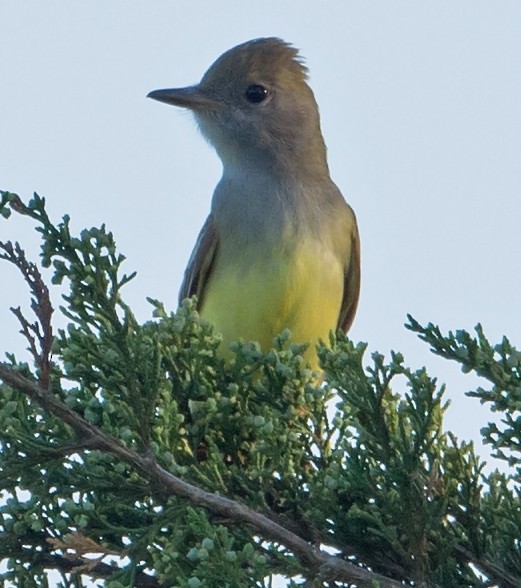 Great Crested Flycatcher - ML156461151
