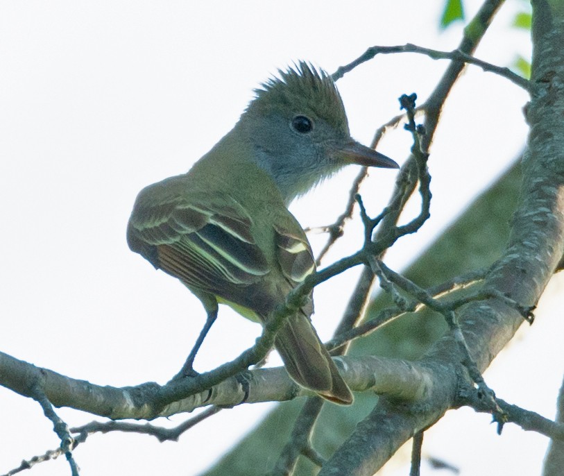 Great Crested Flycatcher - ML156461161