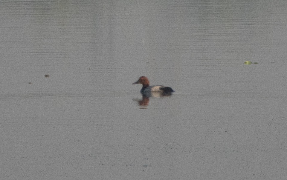 Common Pochard - ML156464801