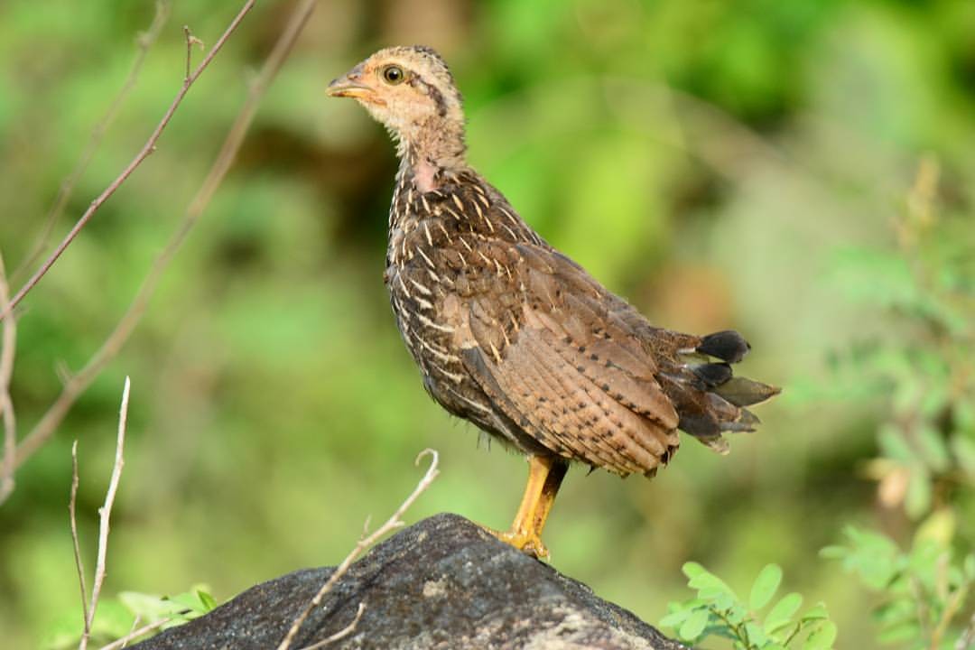 Gray Junglefowl - ML156465521