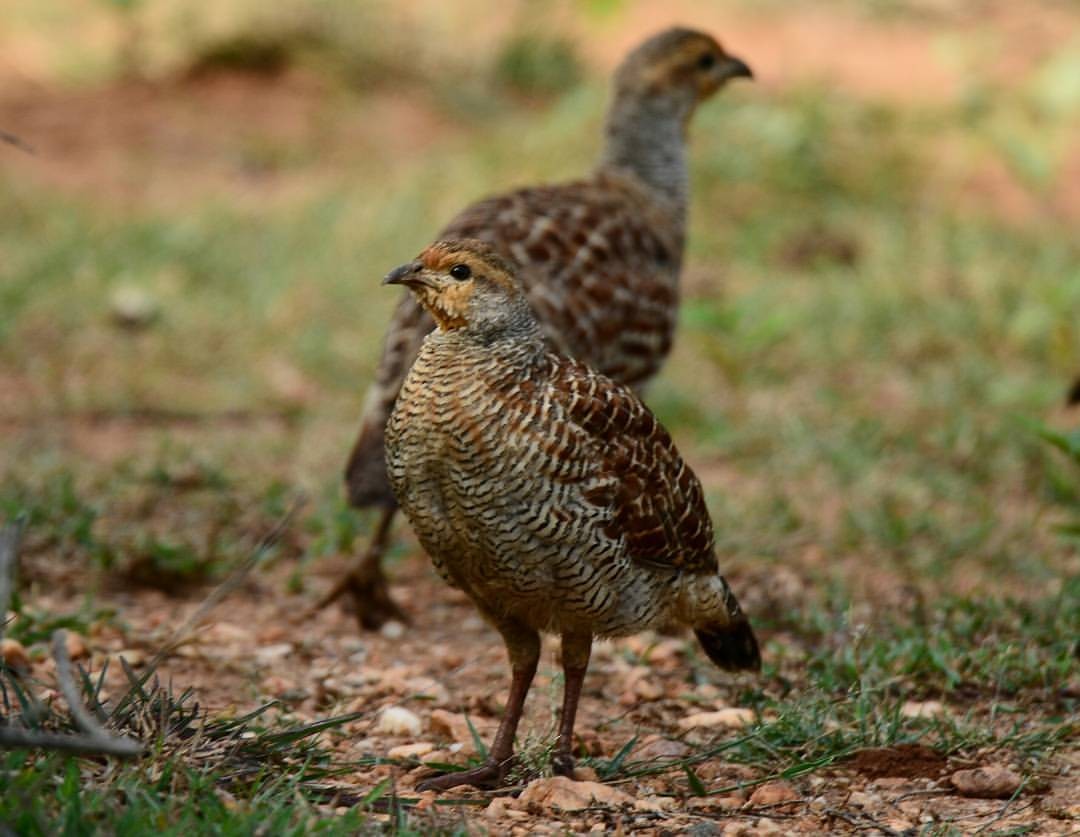 Gray Francolin - ML156465551