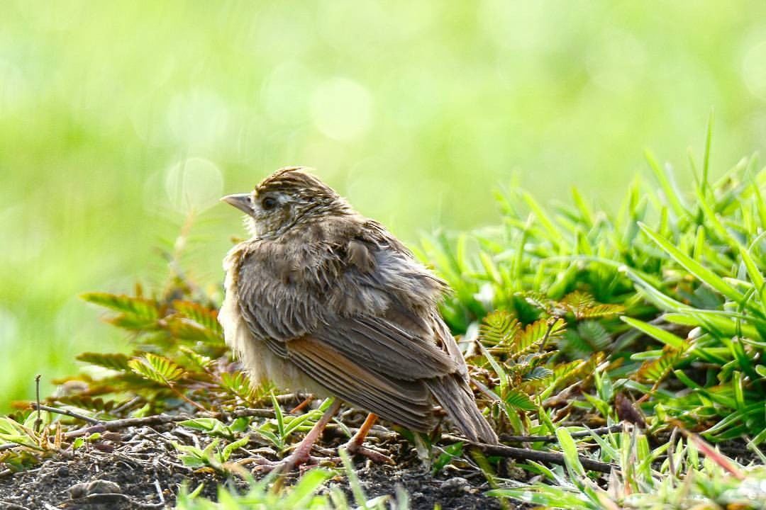 Jerdon's Bushlark - ML156465601