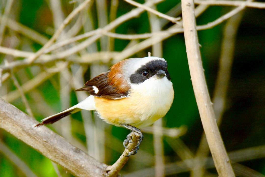 Bay-backed Shrike - ML156465721