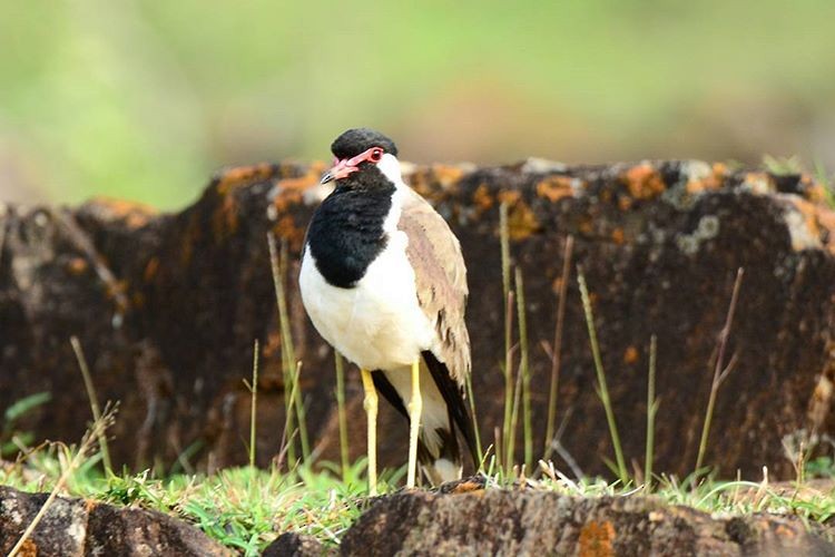 Red-wattled Lapwing - ML156465761