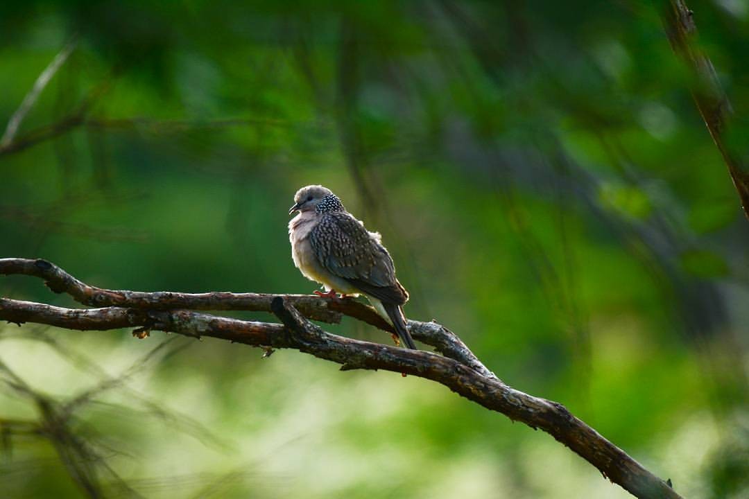 Spotted Dove - ML156465811