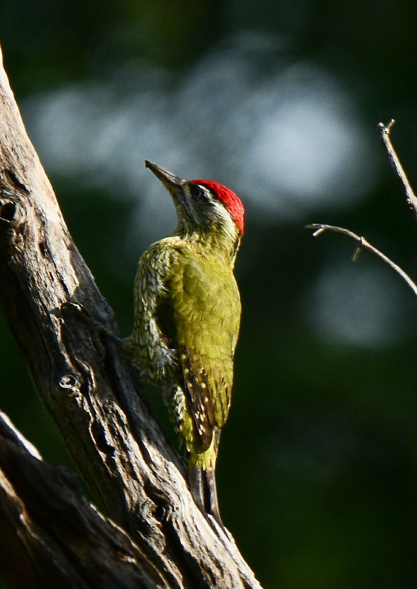 Streak-throated Woodpecker - ML156465901