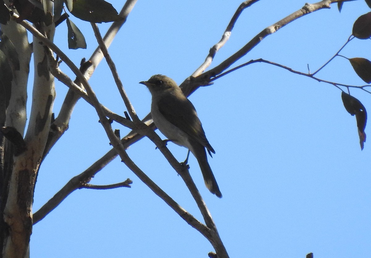 Fuscous Honeyeater - ML156467741