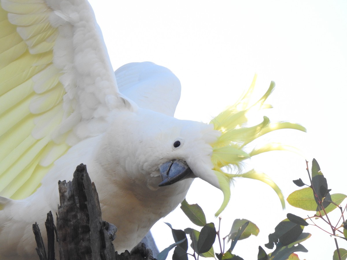 Sulphur-crested Cockatoo - ML156467901