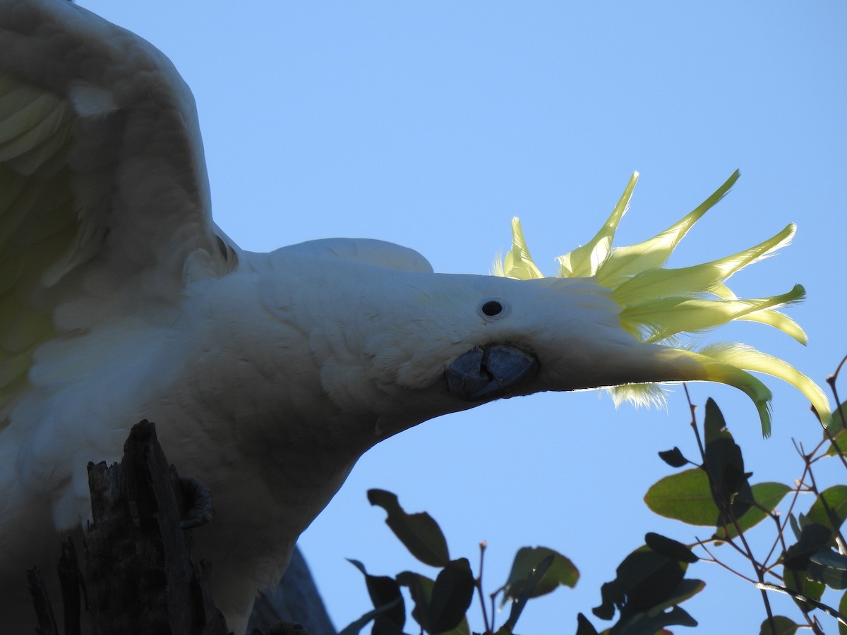 Sulphur-crested Cockatoo - ML156467921