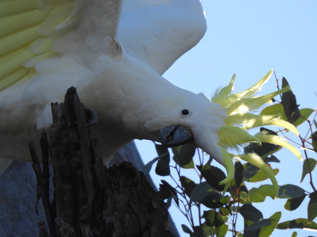 Sulphur-crested Cockatoo - ML156467931