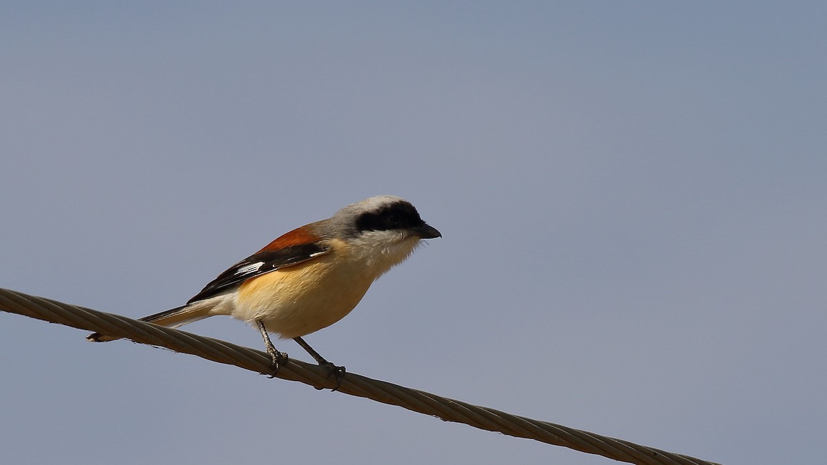 Bay-backed Shrike - ML156468441