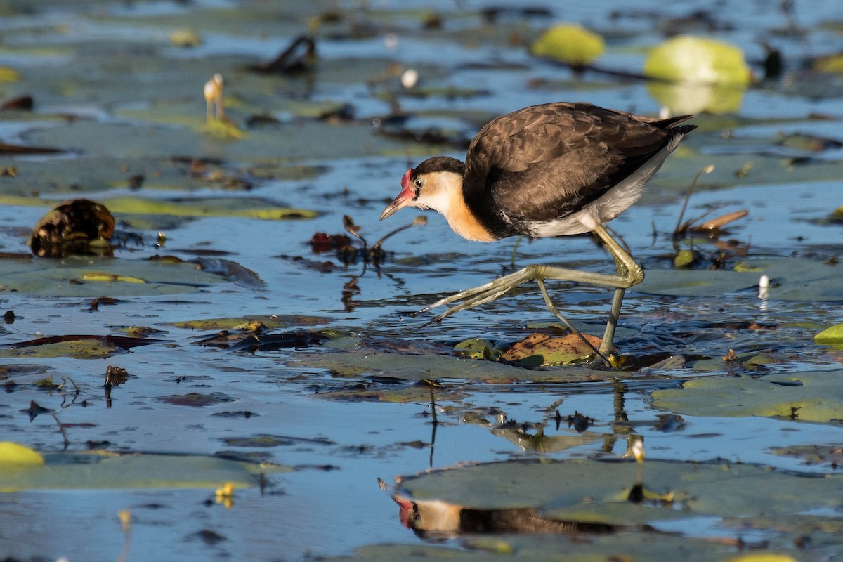 Comb-crested Jacana - ML156469251