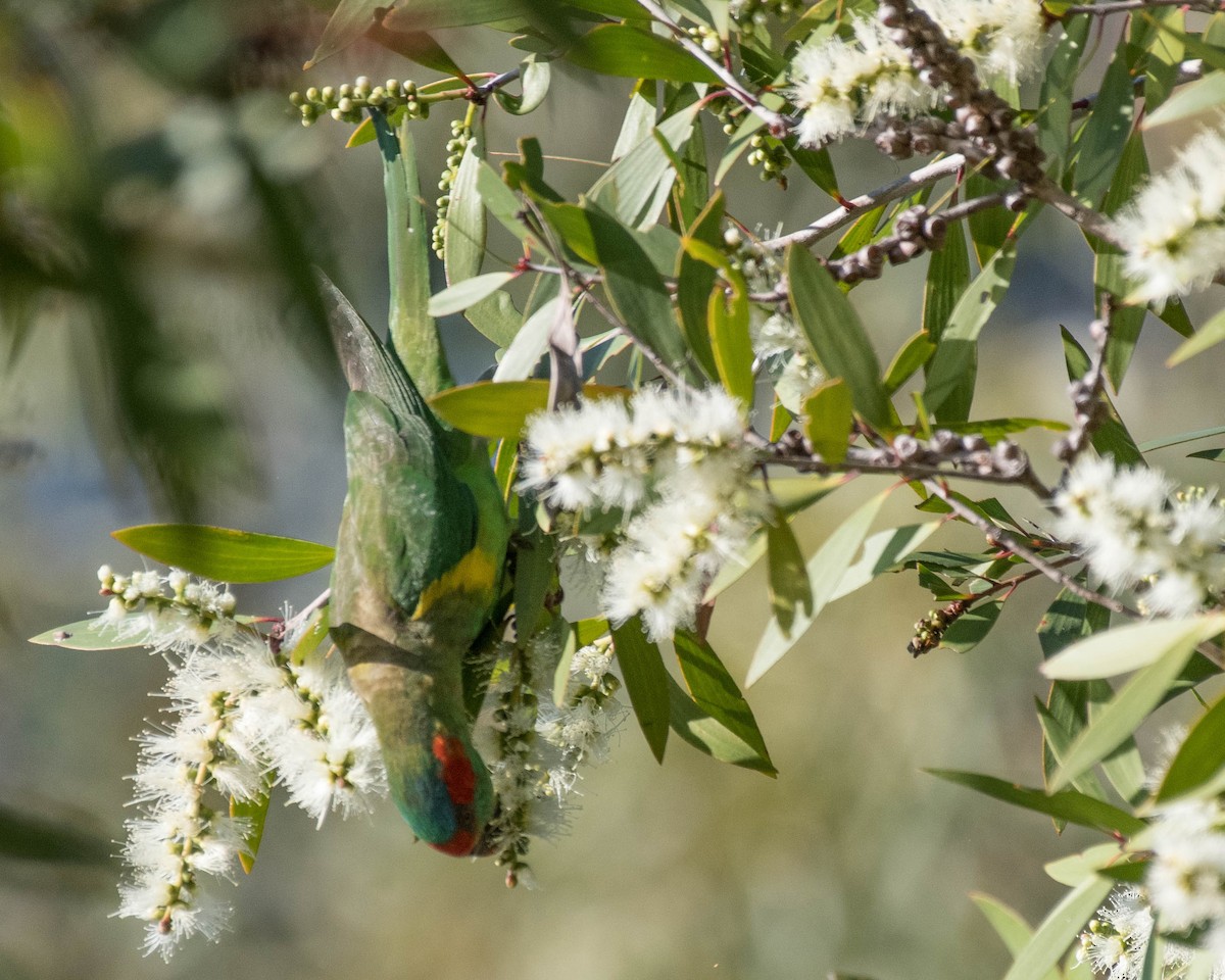 Musk Lorikeet - Terence Alexander