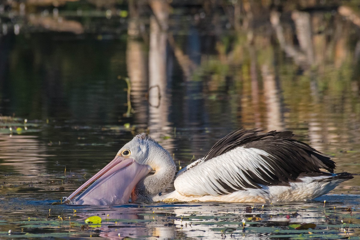 pelikán australský - ML156470101