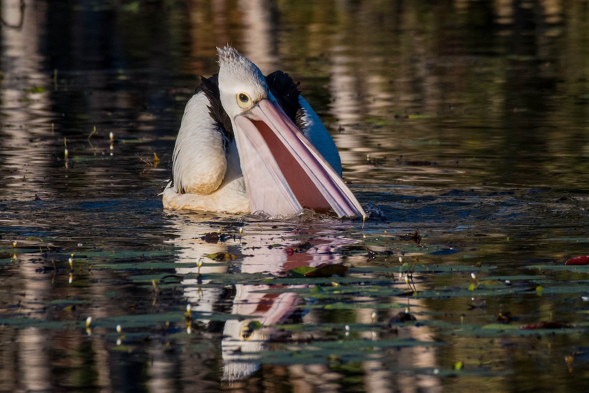 Australian Pelican - ML156470641