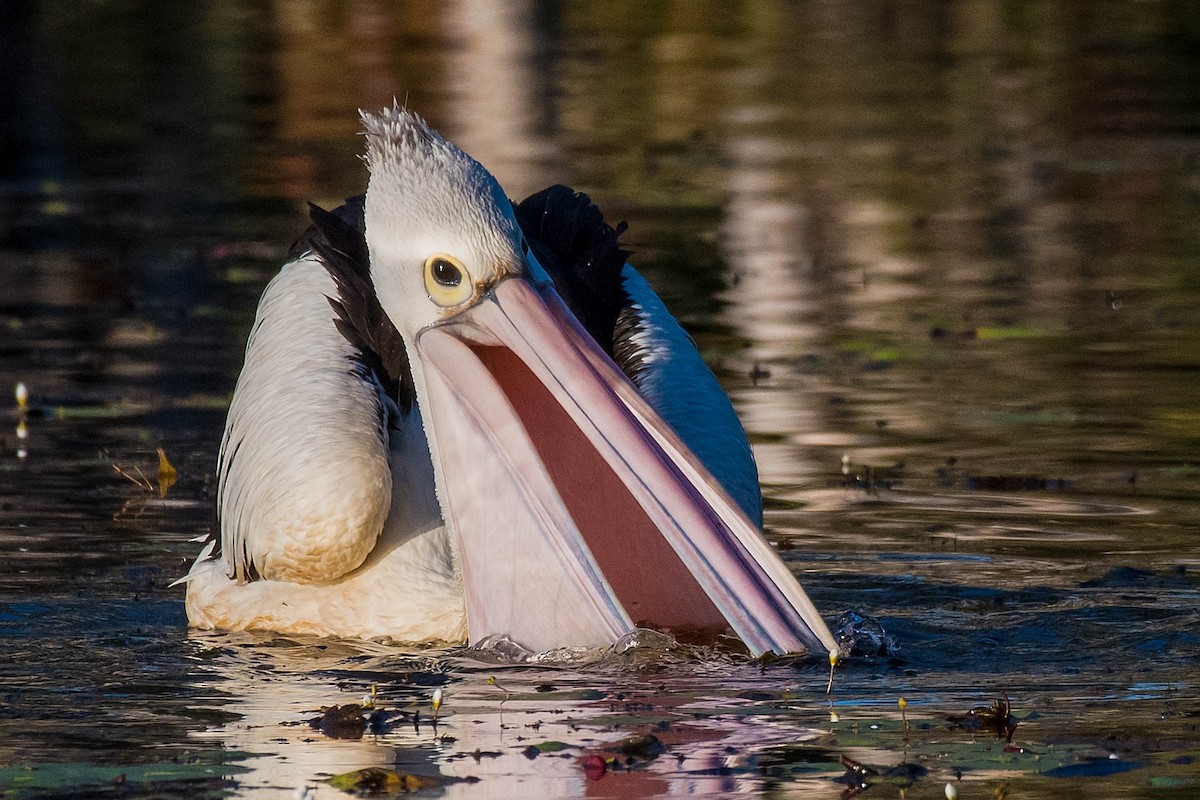pelikán australský - ML156470841
