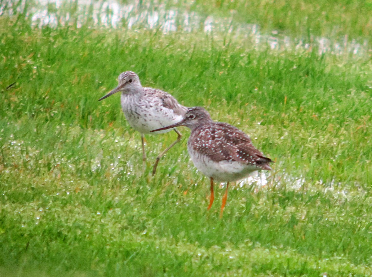 Common Greenshank - Seth Ausubel