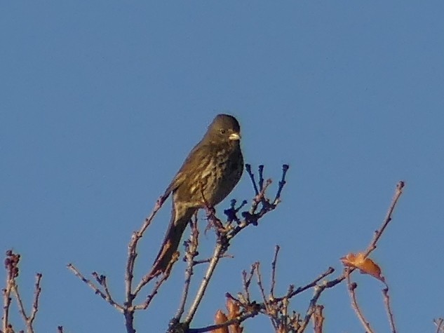 Fox Sparrow (Slate-colored) - ML156471681