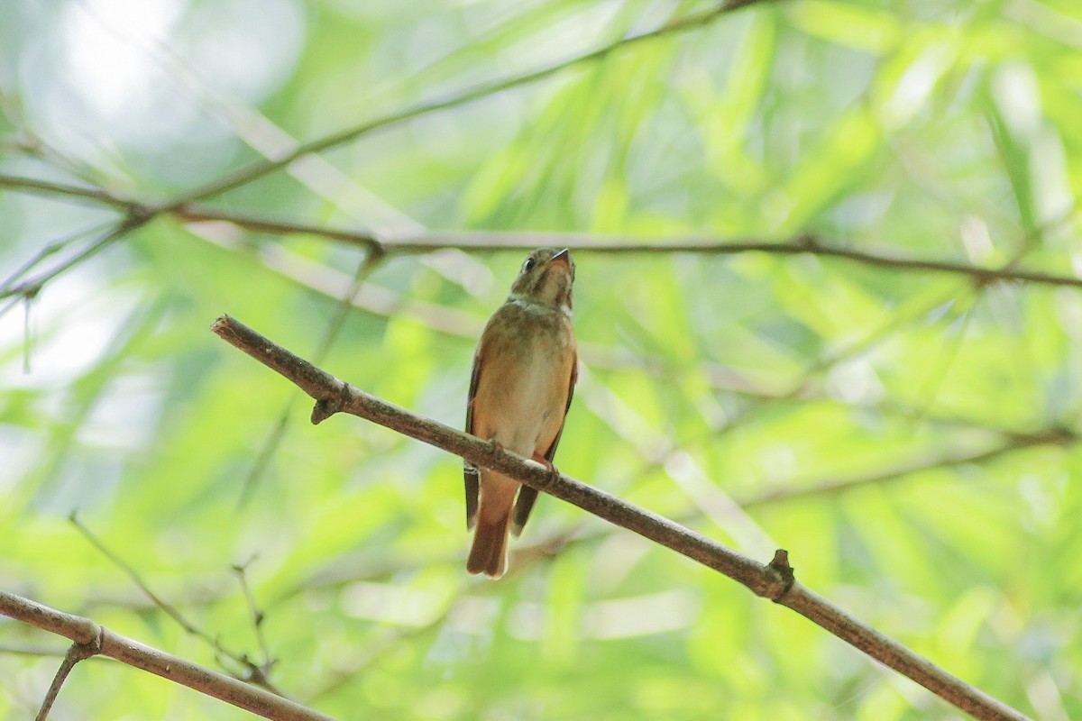 Ferruginous Flycatcher - ML156473191