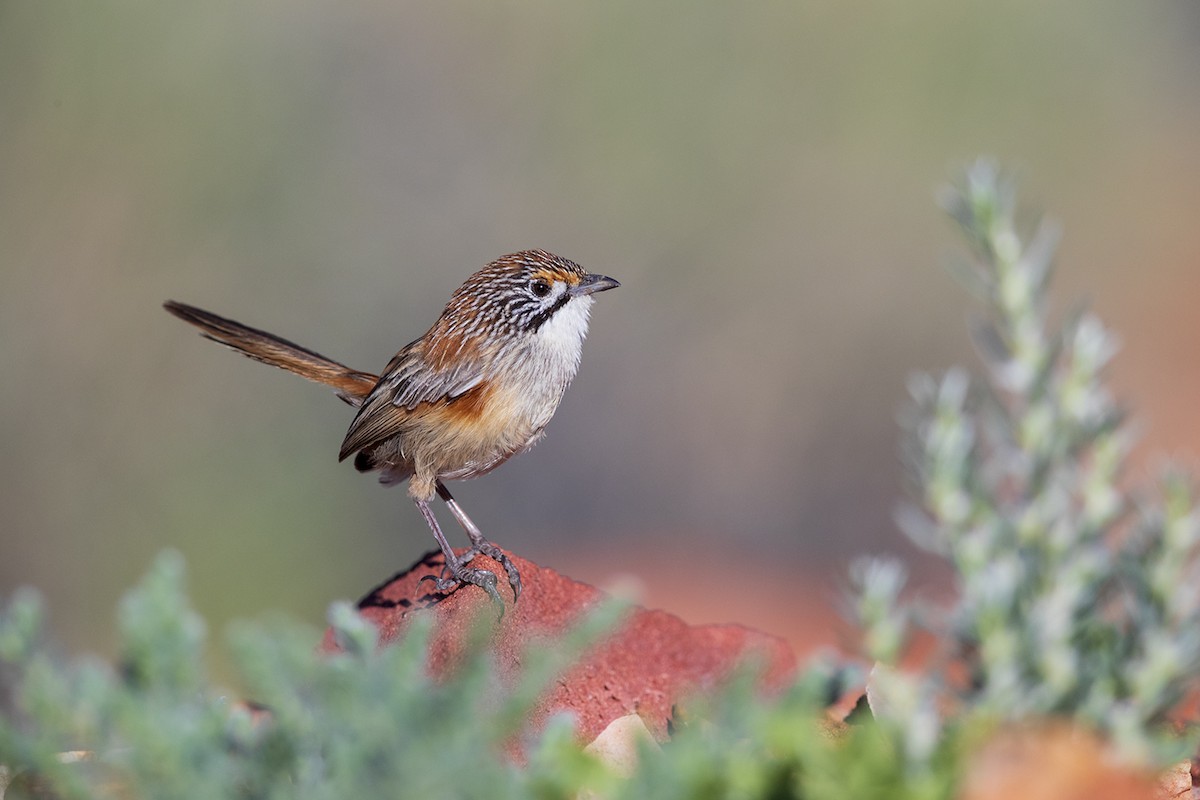 Opalton Grasswren - Laurie Ross | Tracks Birding & Photography Tours