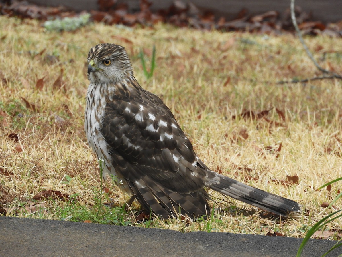 Cooper's Hawk - ML156474911