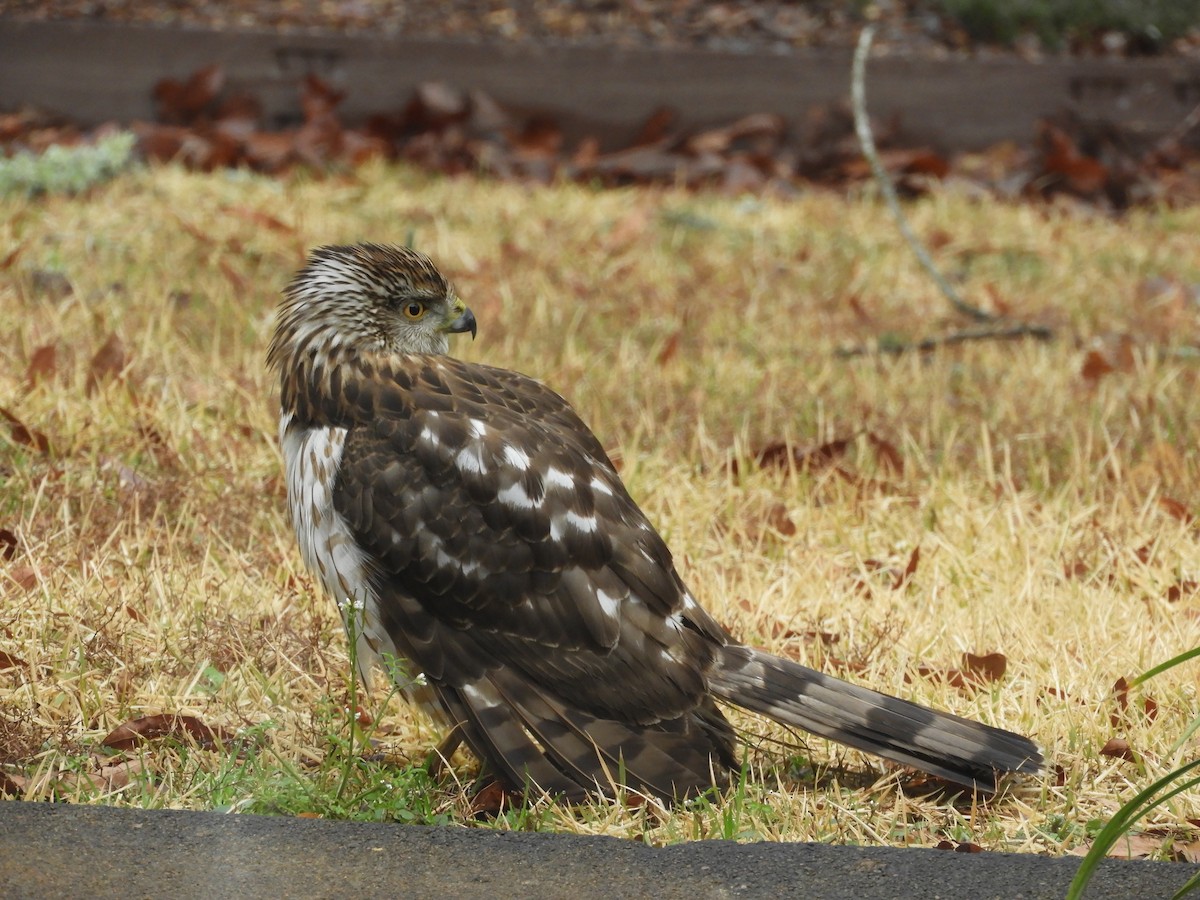 Cooper's Hawk - ML156474931