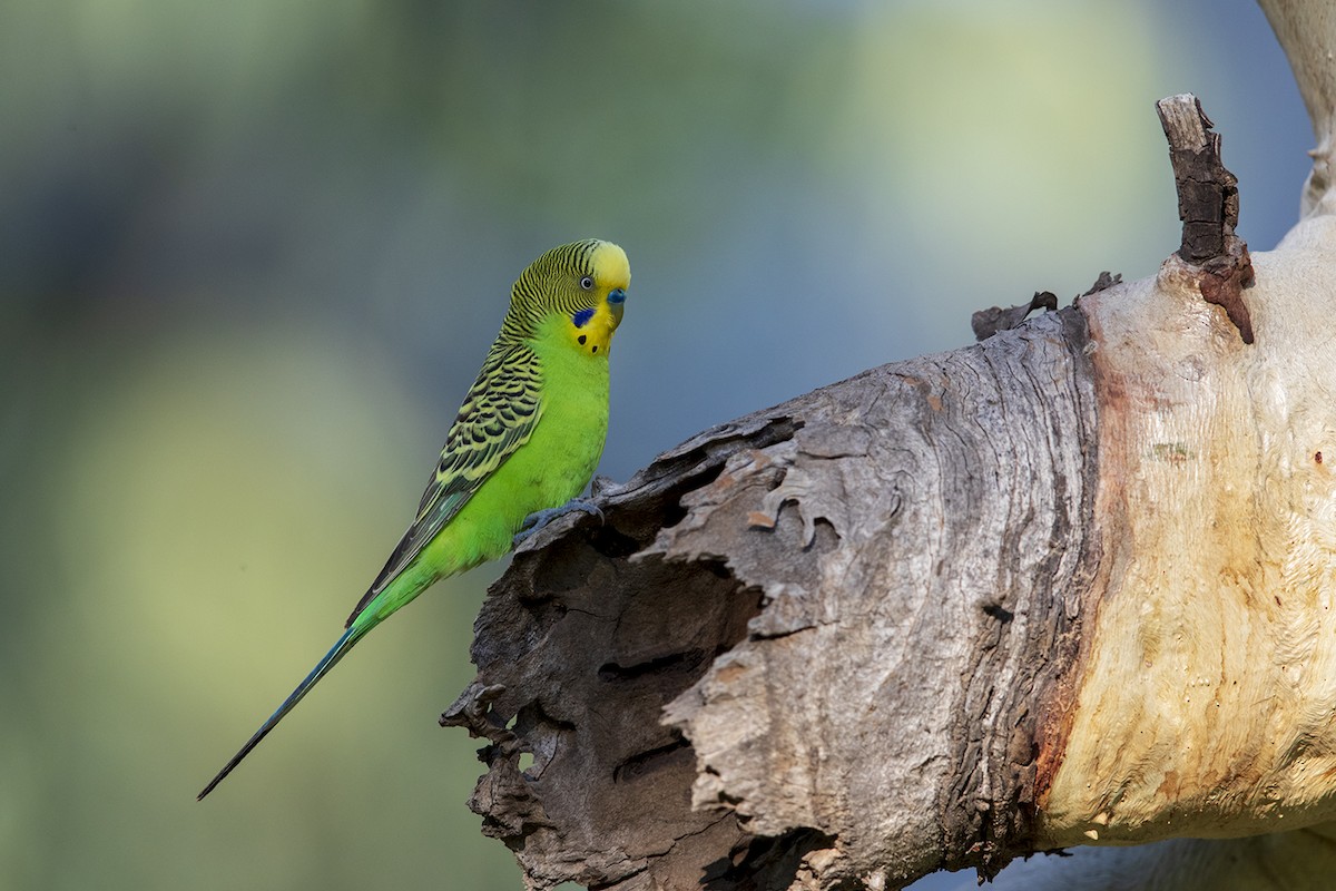 Budgerigar - Laurie Ross | Tracks Birding & Photography Tours