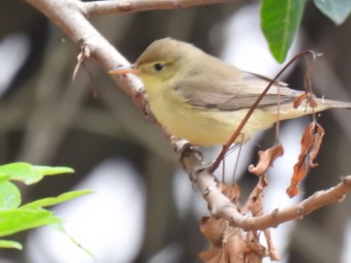 Melodious Warbler - ML156475411