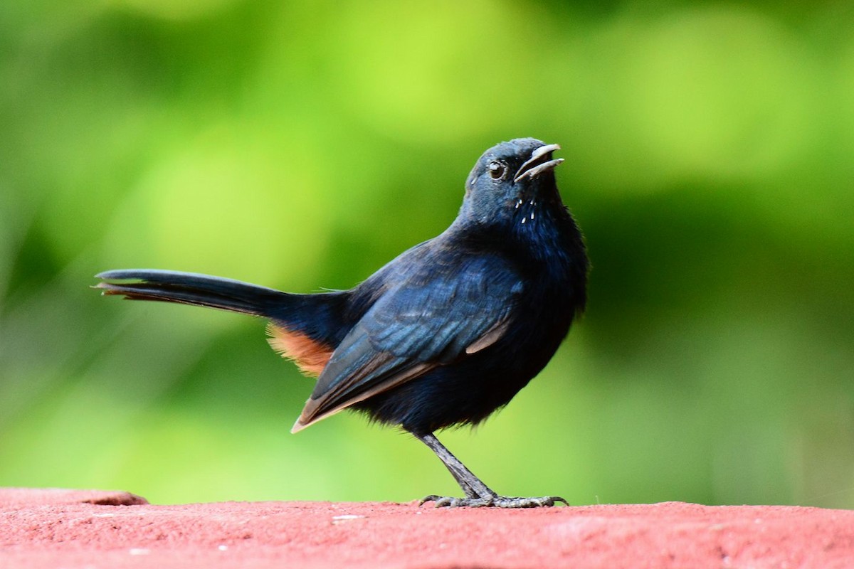 Indian Robin - ML156475671