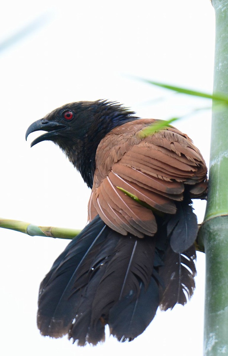 Greater Coucal - ML156475781