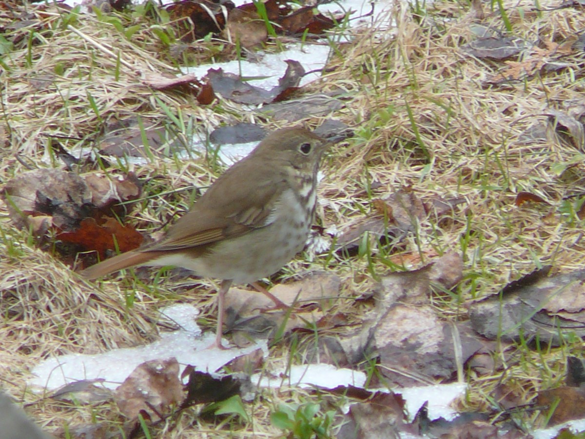 Hermit Thrush - ML156475851