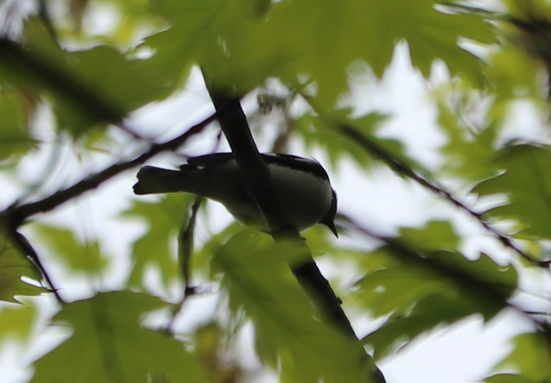 Black-throated Blue Warbler - ML156475981