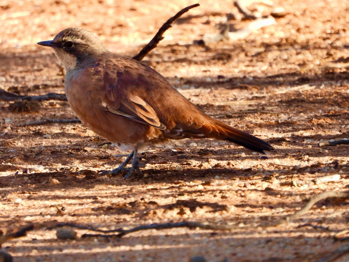 Western Quail-thrush - ML156476541