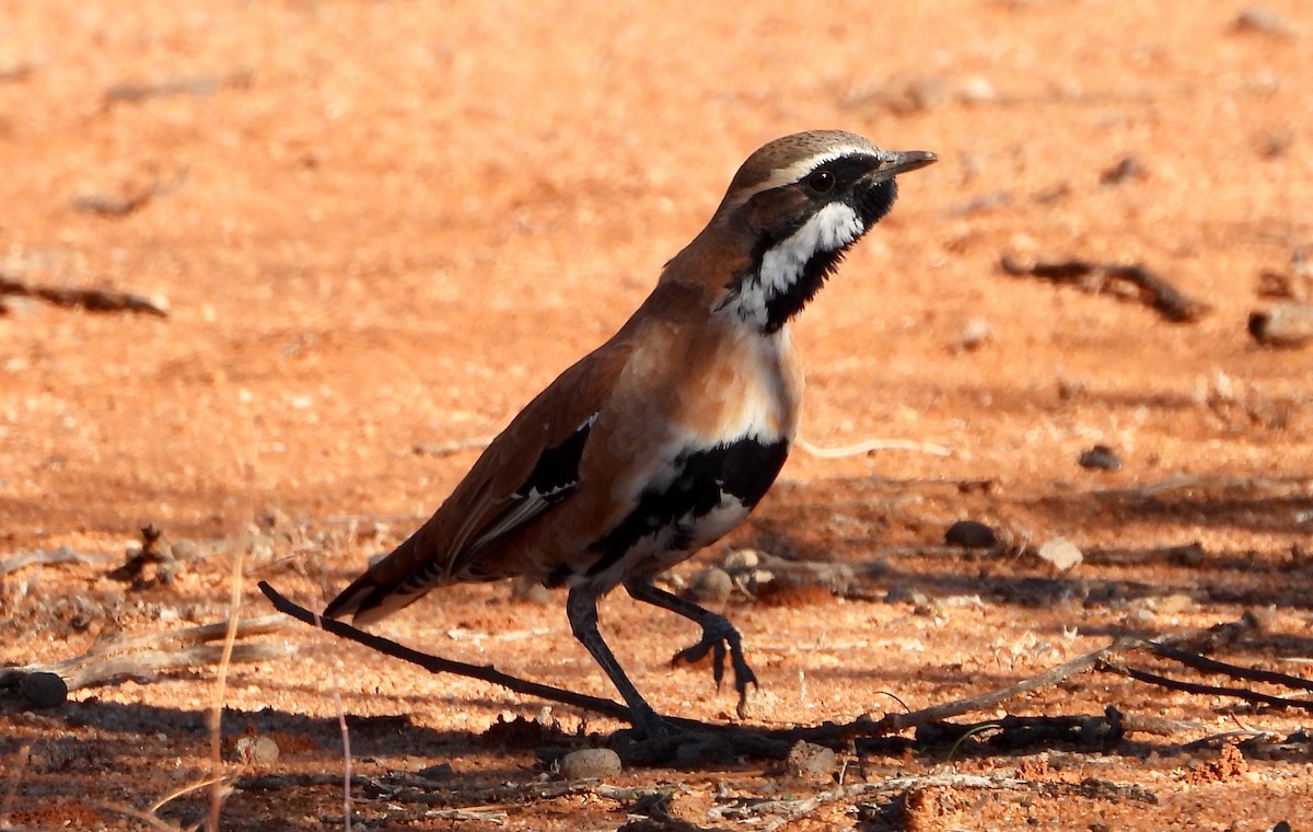 Western Quail-thrush - Leah Drummond