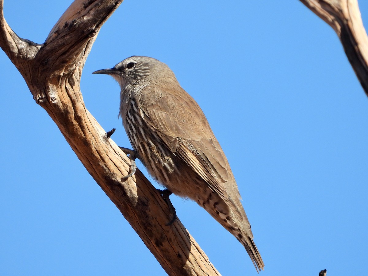 White-browed Treecreeper - ML156476741