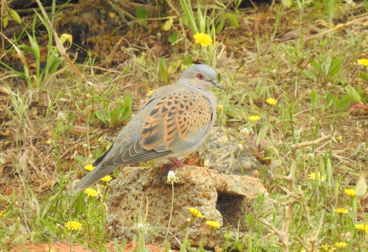 European Turtle-Dove - ML156477241