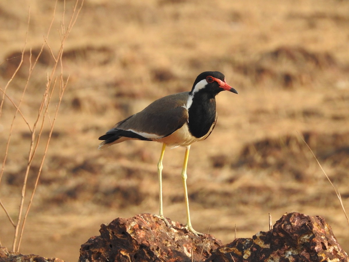 Red-wattled Lapwing - Manoj Karingamadathil