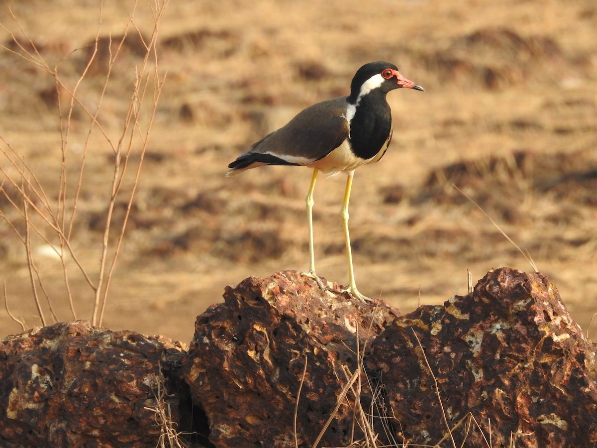 Red-wattled Lapwing - Manoj Karingamadathil