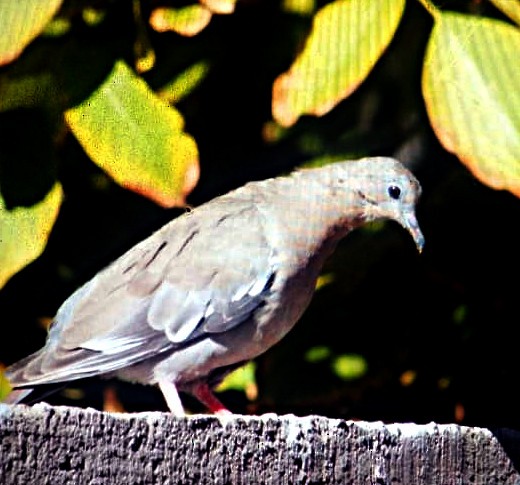 West Peruvian Dove - ML156478601