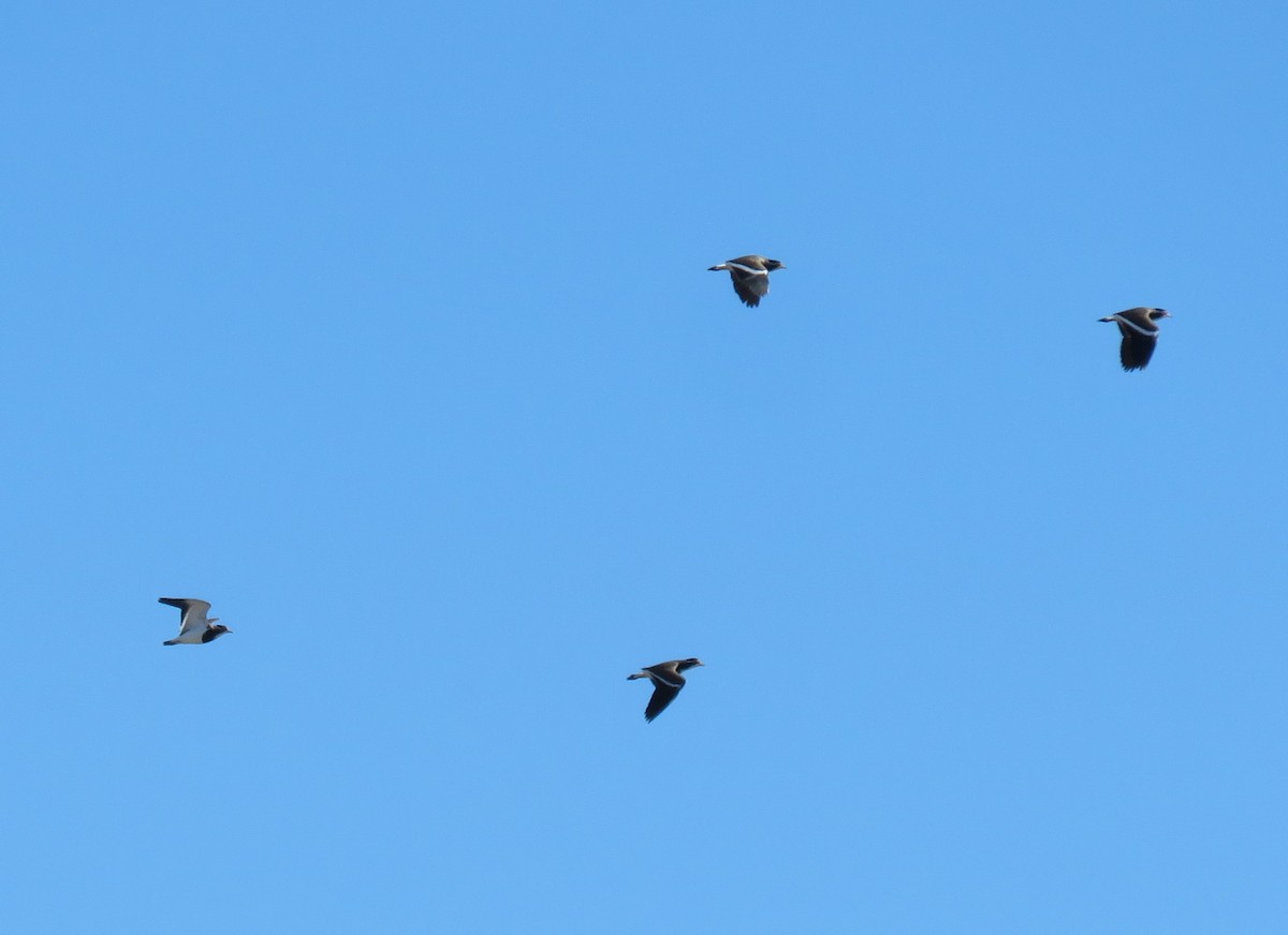 Banded Lapwing - David Niland