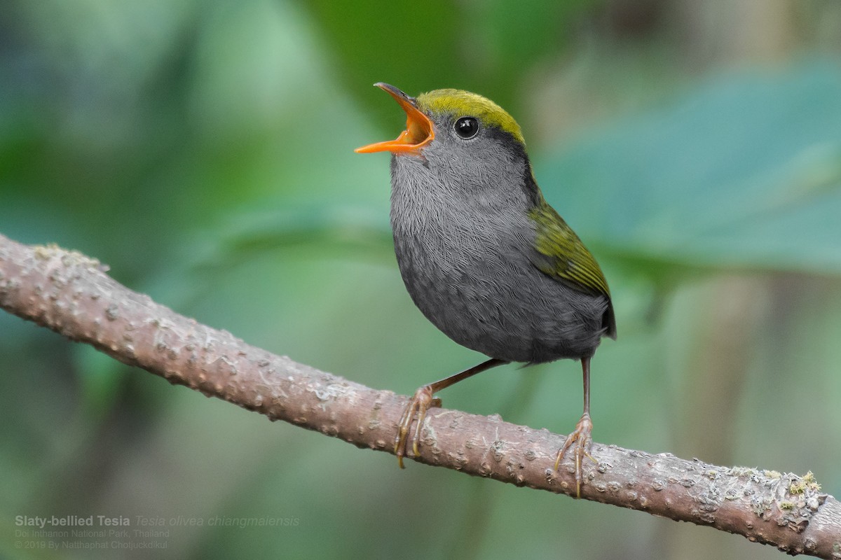 Slaty-bellied Tesia - Natthaphat Chotjuckdikul