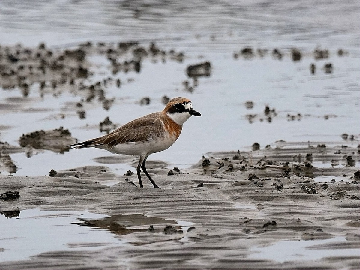 Siberian/Tibetan Sand-Plover - 勛宜 劉