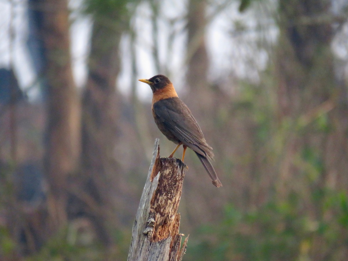 Rufous-collared Robin - ML156487271