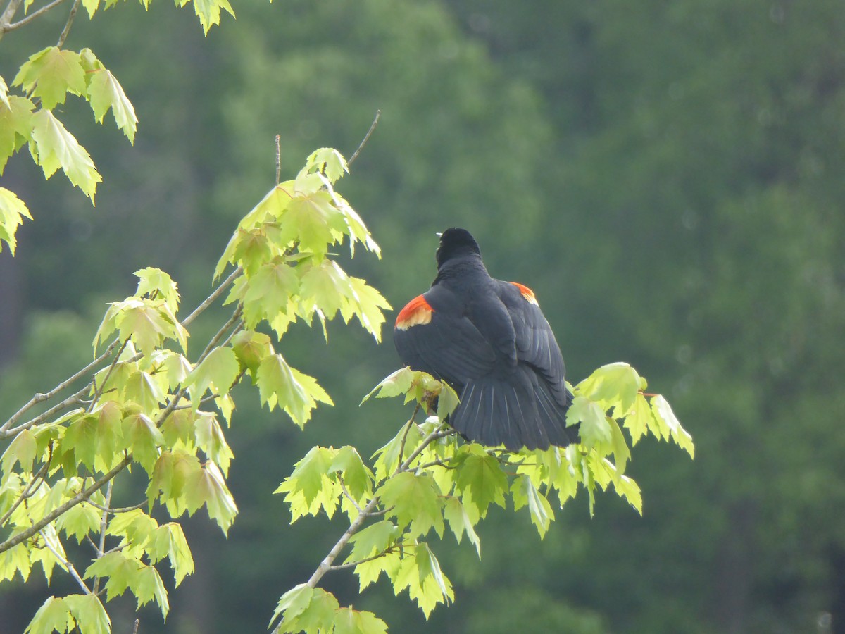 Red-winged Blackbird - ML156488121