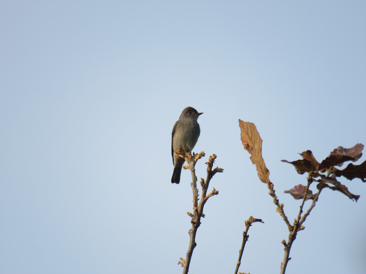 Western Wood-Pewee - ML156489621