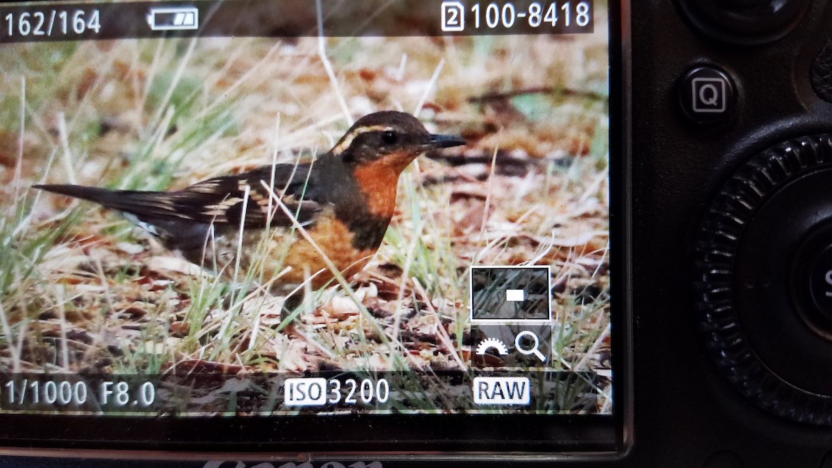 Varied Thrush - ML156489671