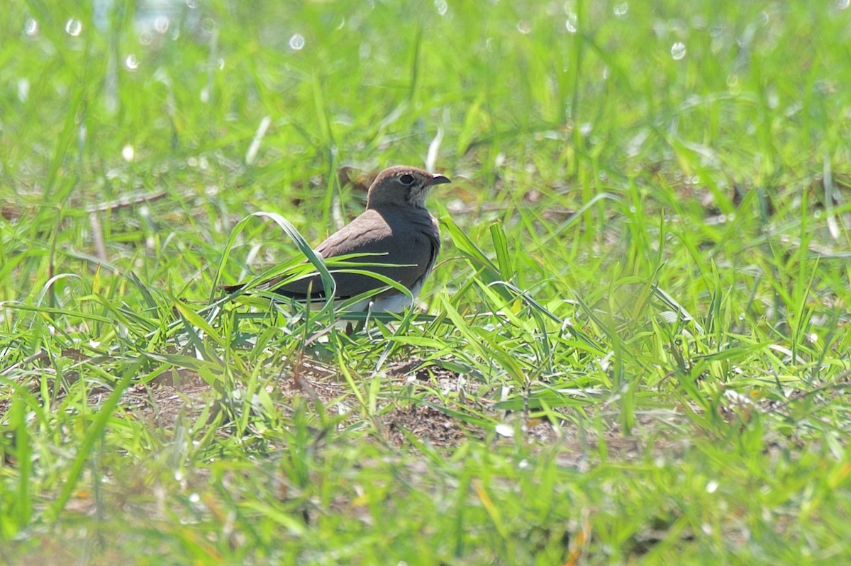 Collared Pratincole - ML156490281