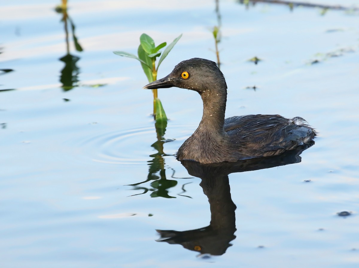 Least Grebe - Thomas Smith